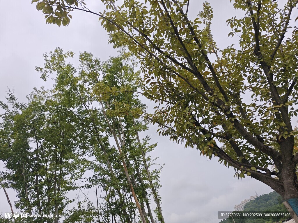 秋日山林中的葱郁树木