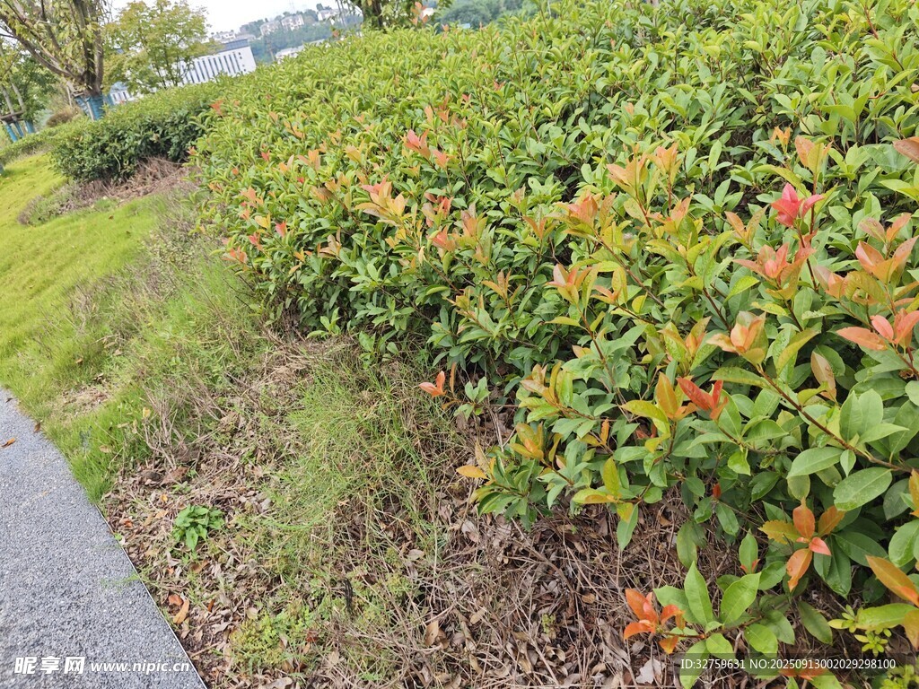路边色彩斑斓的绿植景观
