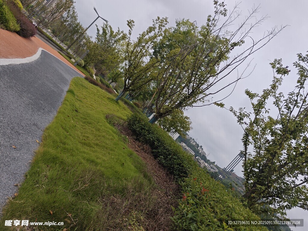 户外草地旁的树木景观