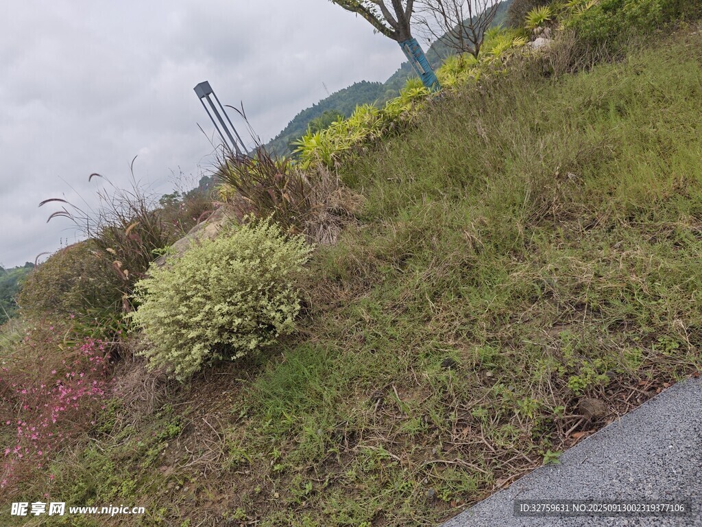 路边绿植景观