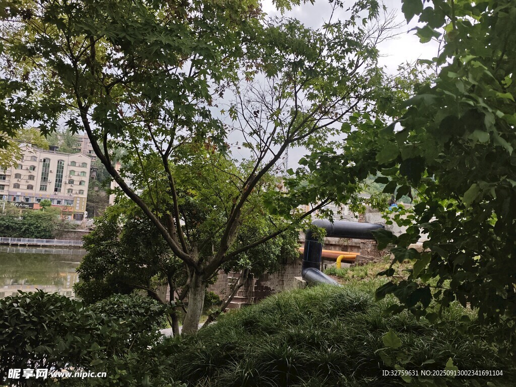 城市中繁茂绿植景观