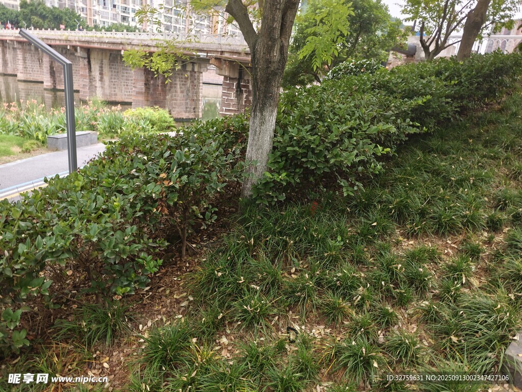 路边绿植景观