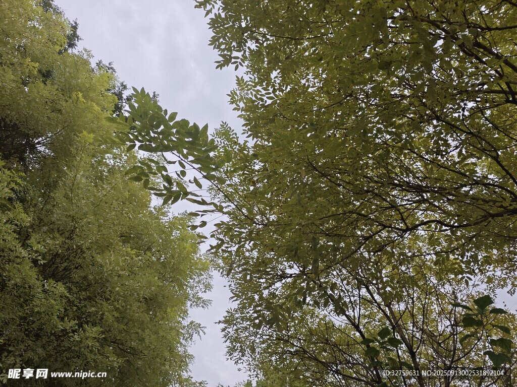 林间绿意 