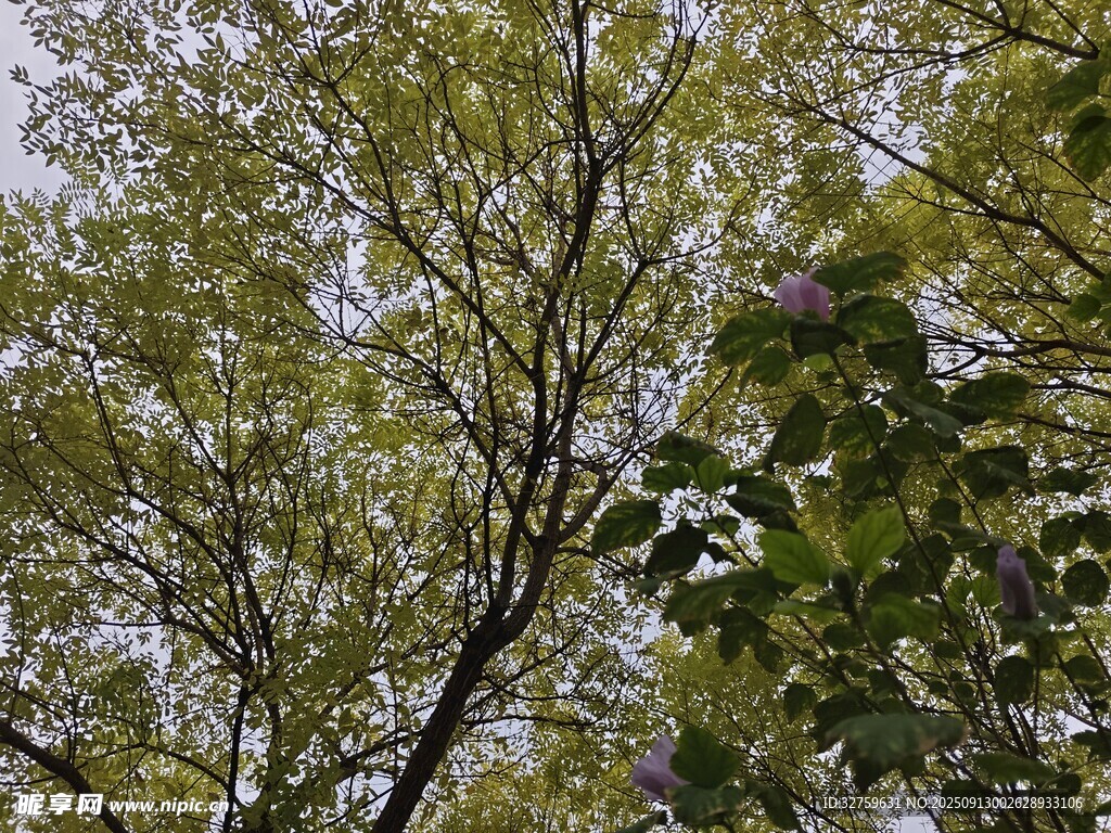 繁茂绿树 