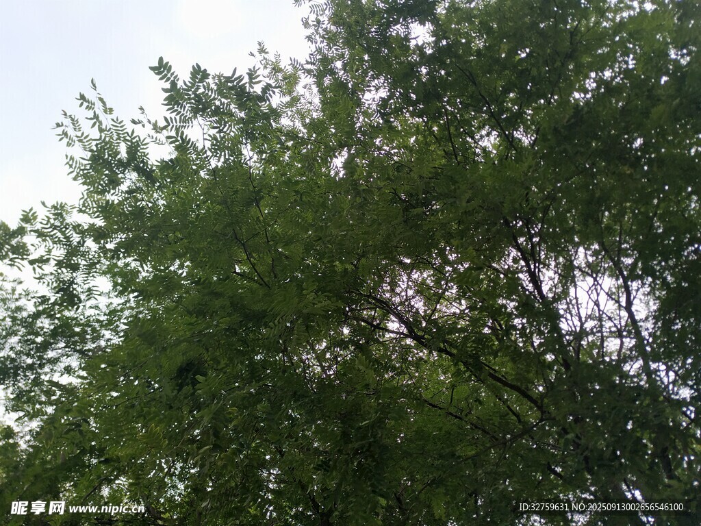 仰视葱郁树冠