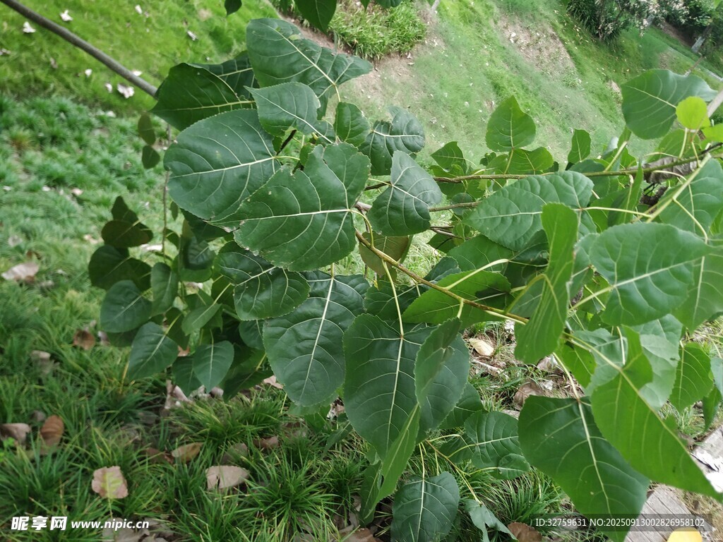 田间茂盛的绿色蔬菜植株