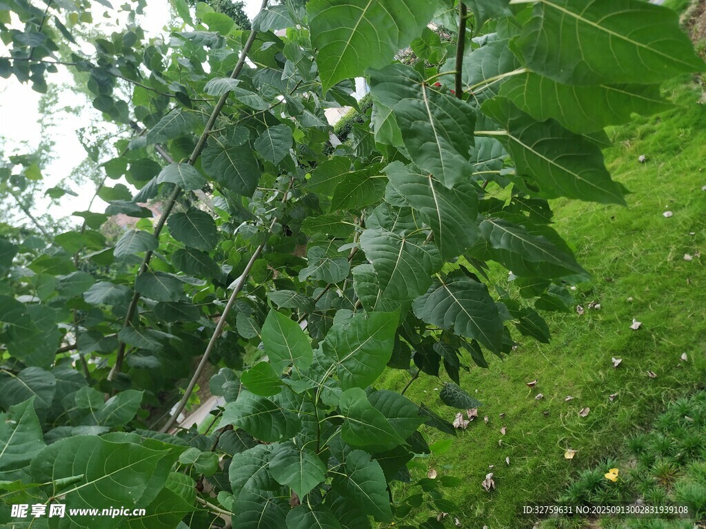 绿叶繁茂的树枝