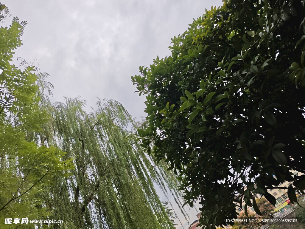 垂柳绿树间的清新景致