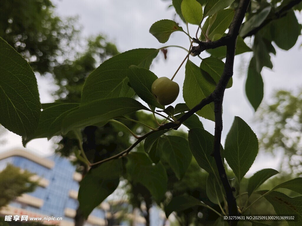 枝头绿叶间的青涩果实