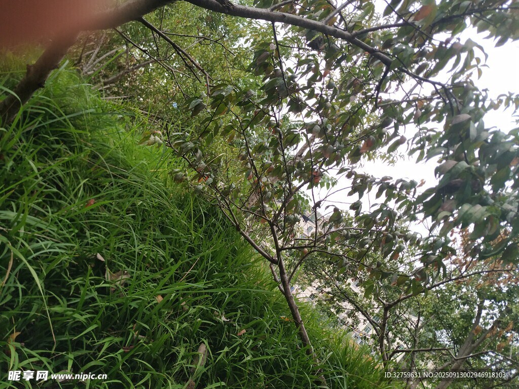 野外繁茂绿植景象