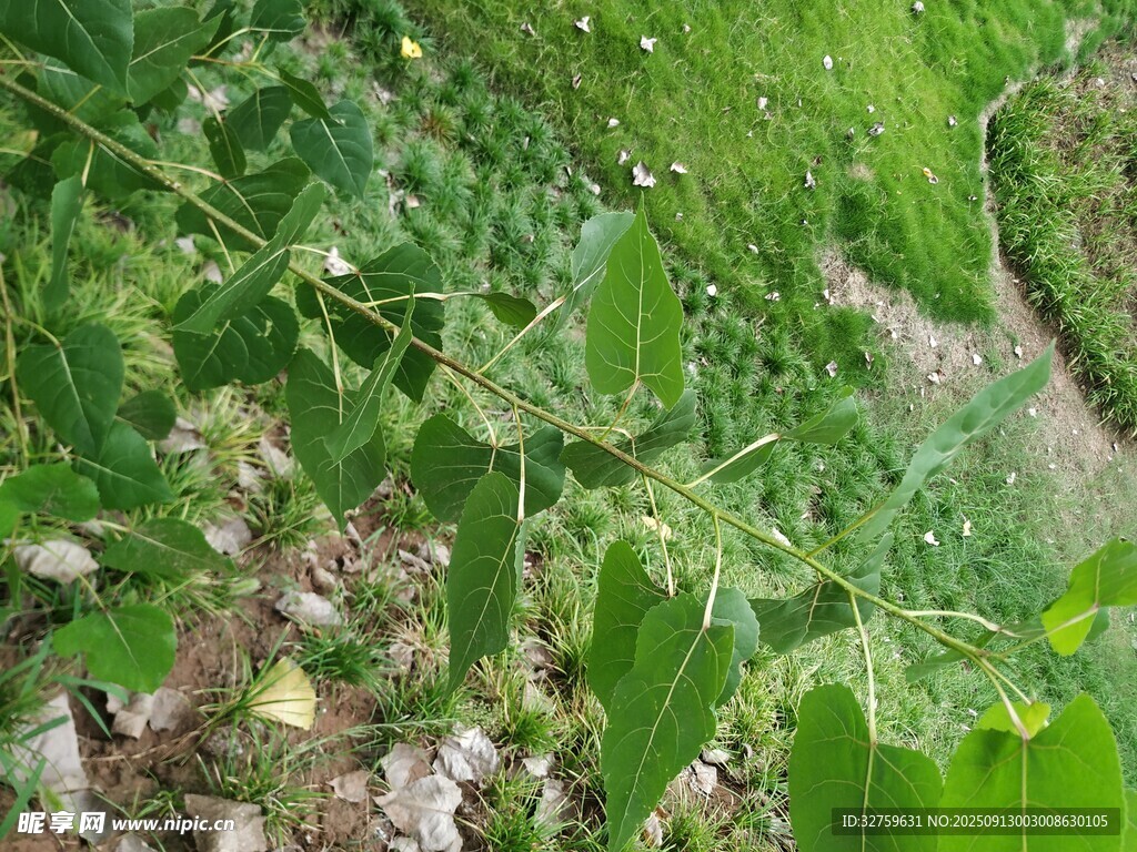 野外绿色植物特写