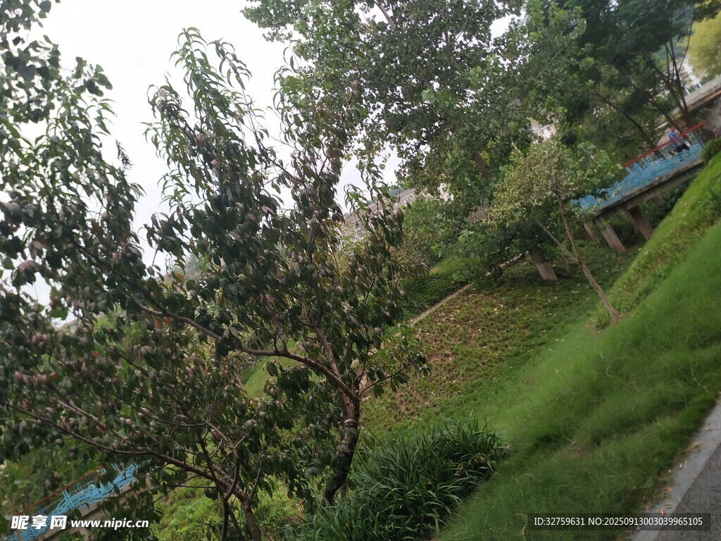 户外绿意盎然的自然景致