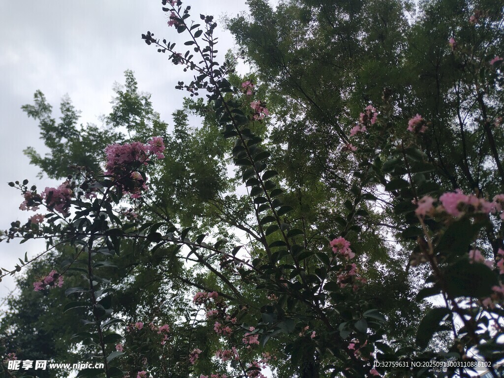 枝头繁花 