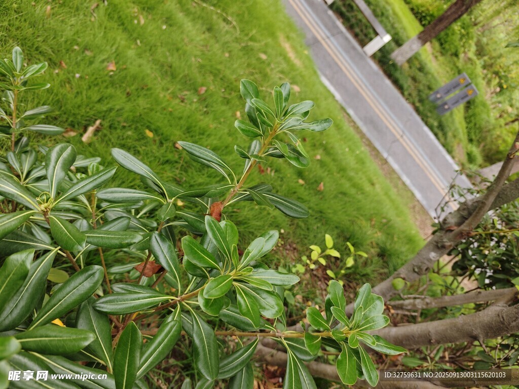 俯瞰绿植与道路景观