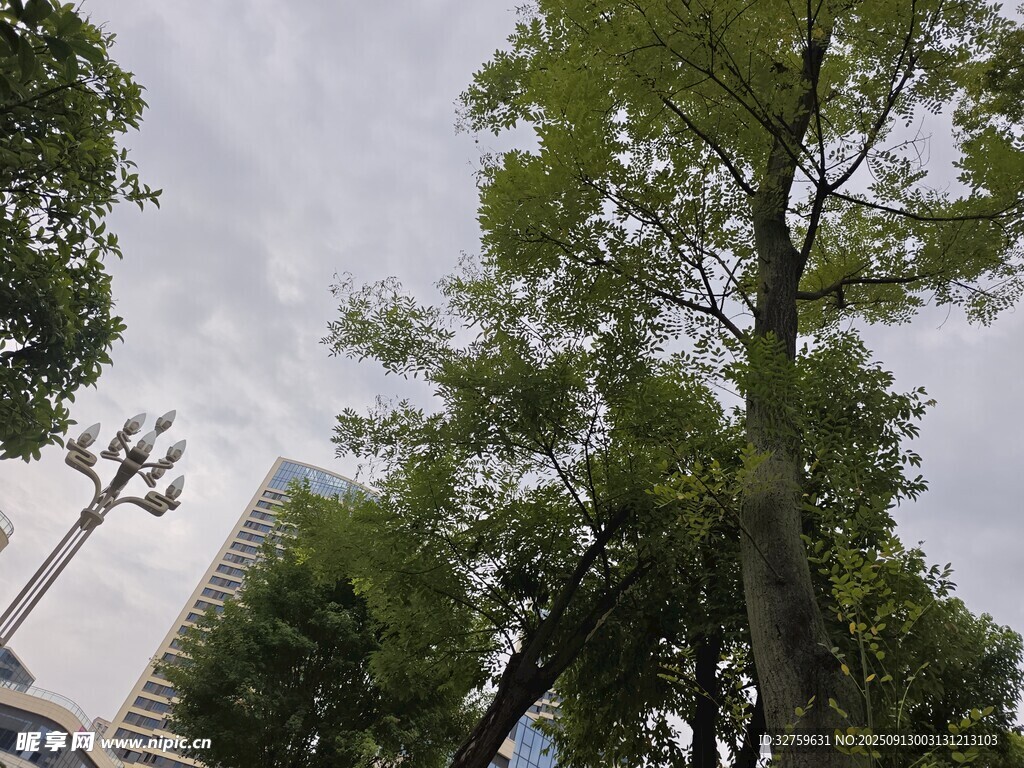 城市中的绿树与高楼