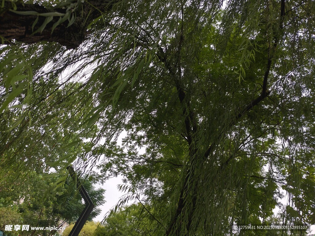 仰视葱郁大树