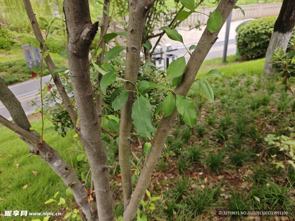 庭院中的绿植小树