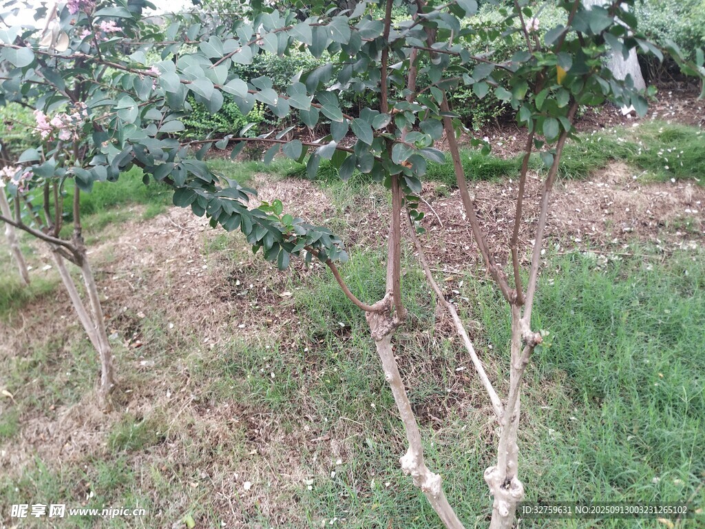 户外绿植景观