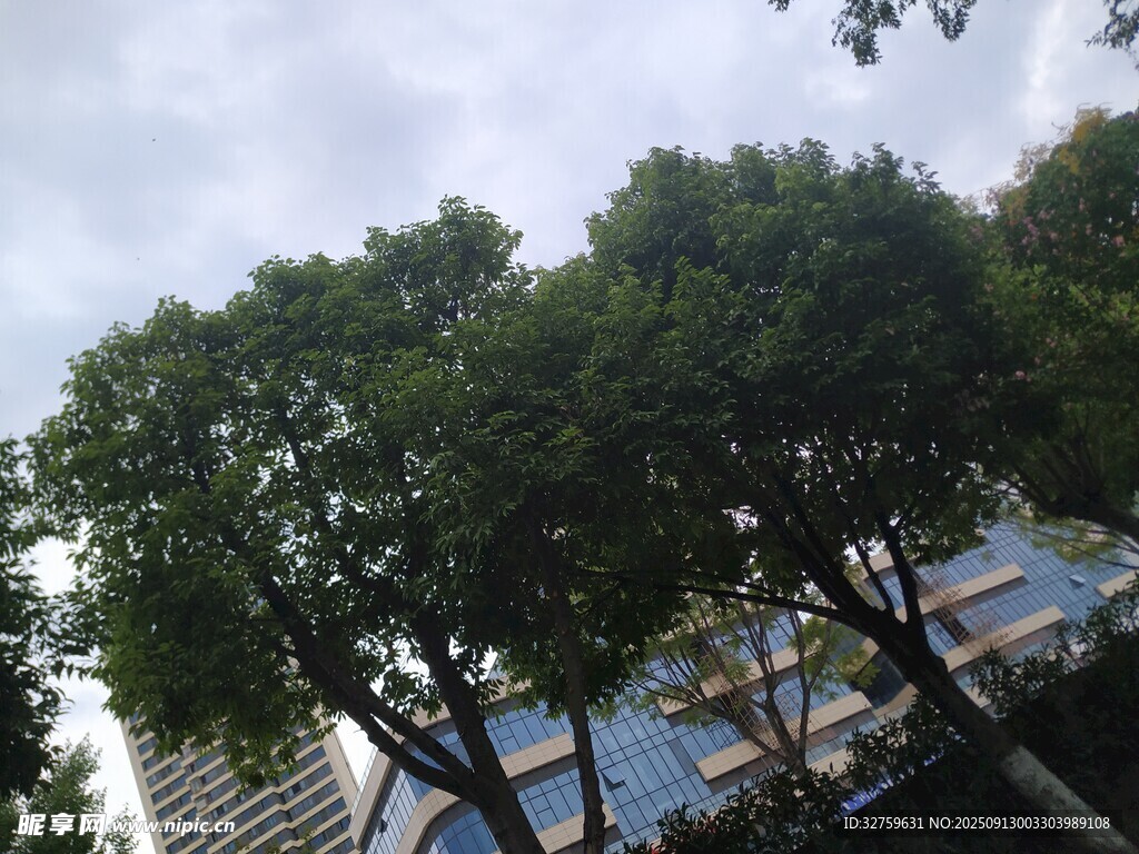 城市中葱郁树木与建筑景观