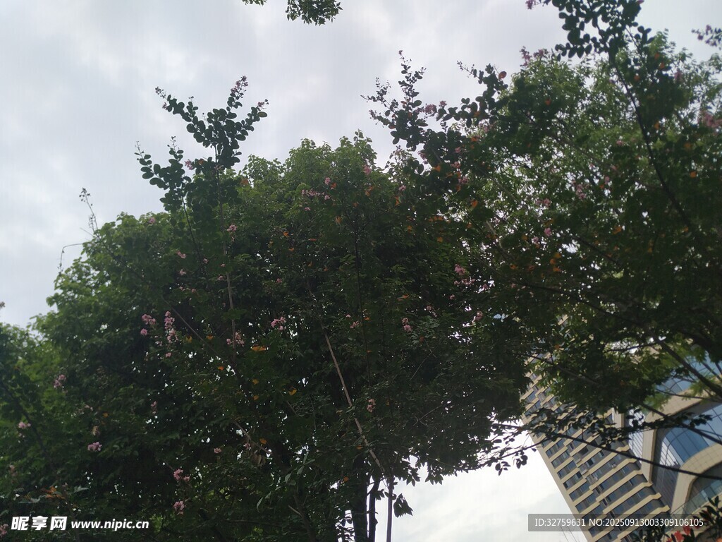 仰视视角下的绿树与建筑