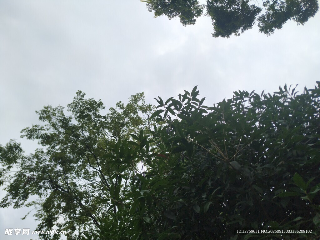 仰视茂密树冠