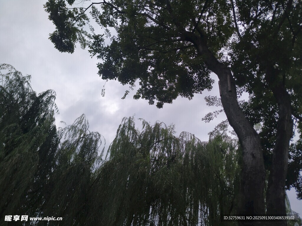 参天大树与葱郁林木