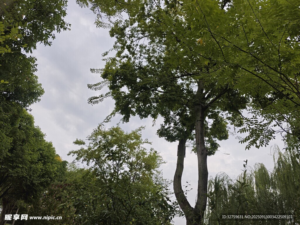 绿树成荫的自然景象