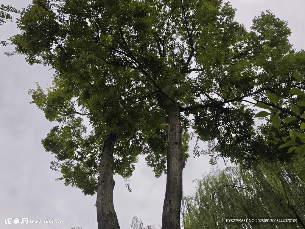 两棵挺拔绿树