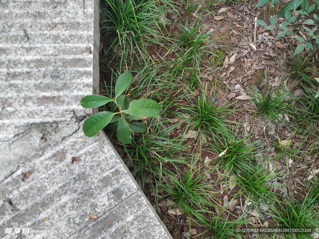 石缝中顽强生长的小绿植