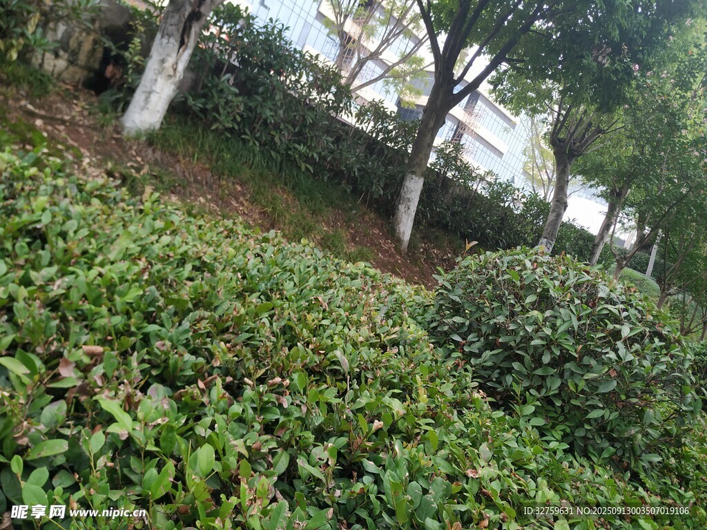 绿意盎然的园林植物景观