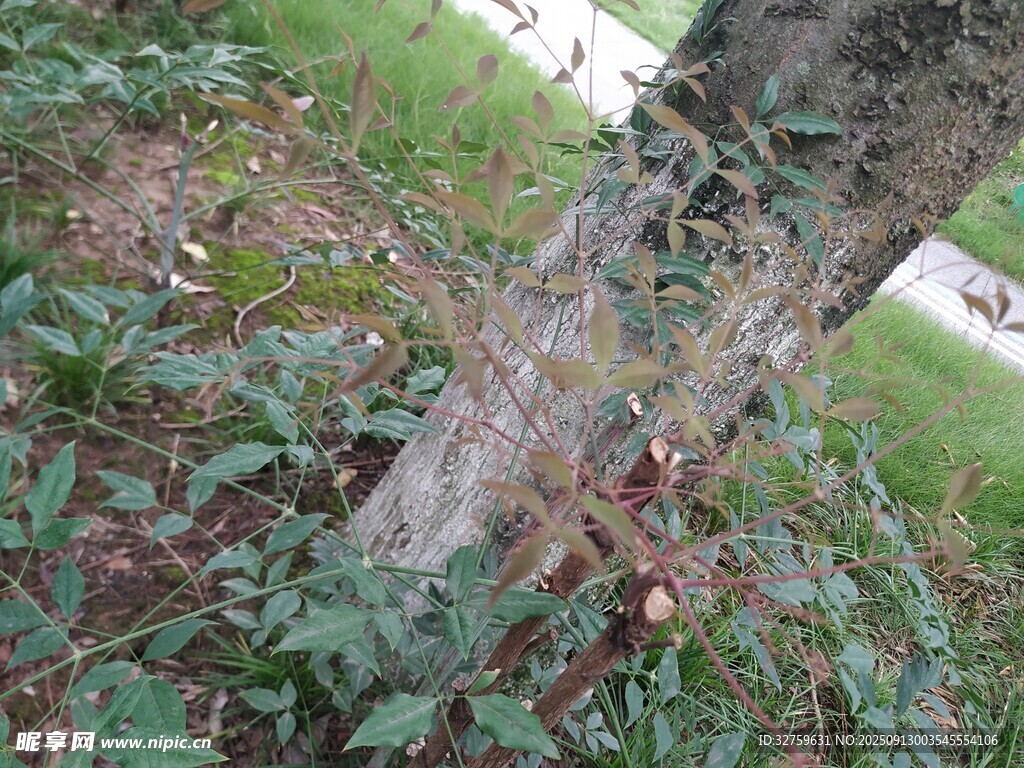 树干旁的绿植景象