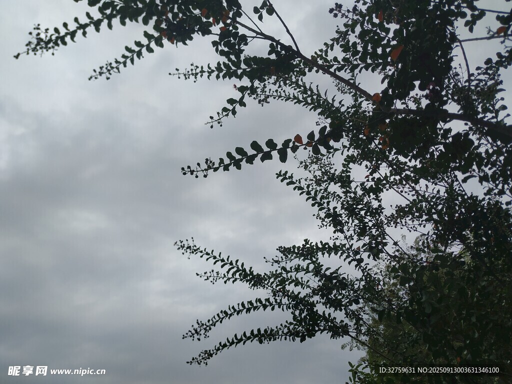 树枝映衬下的阴沉天空