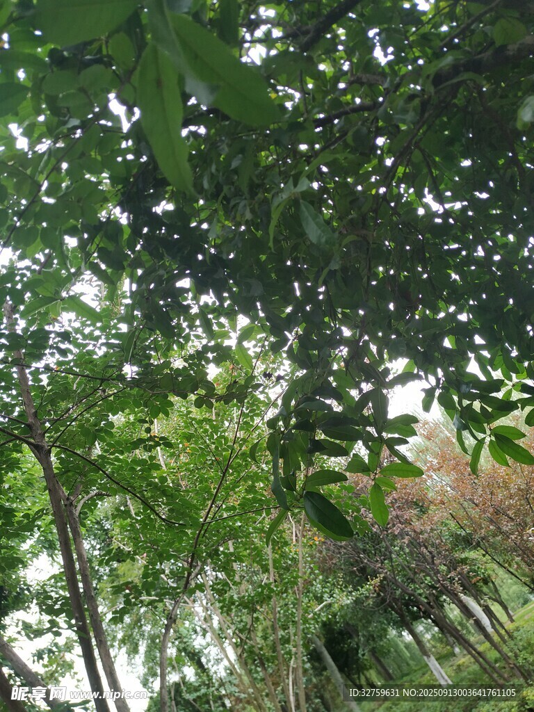 茂密竹林绿意盎然