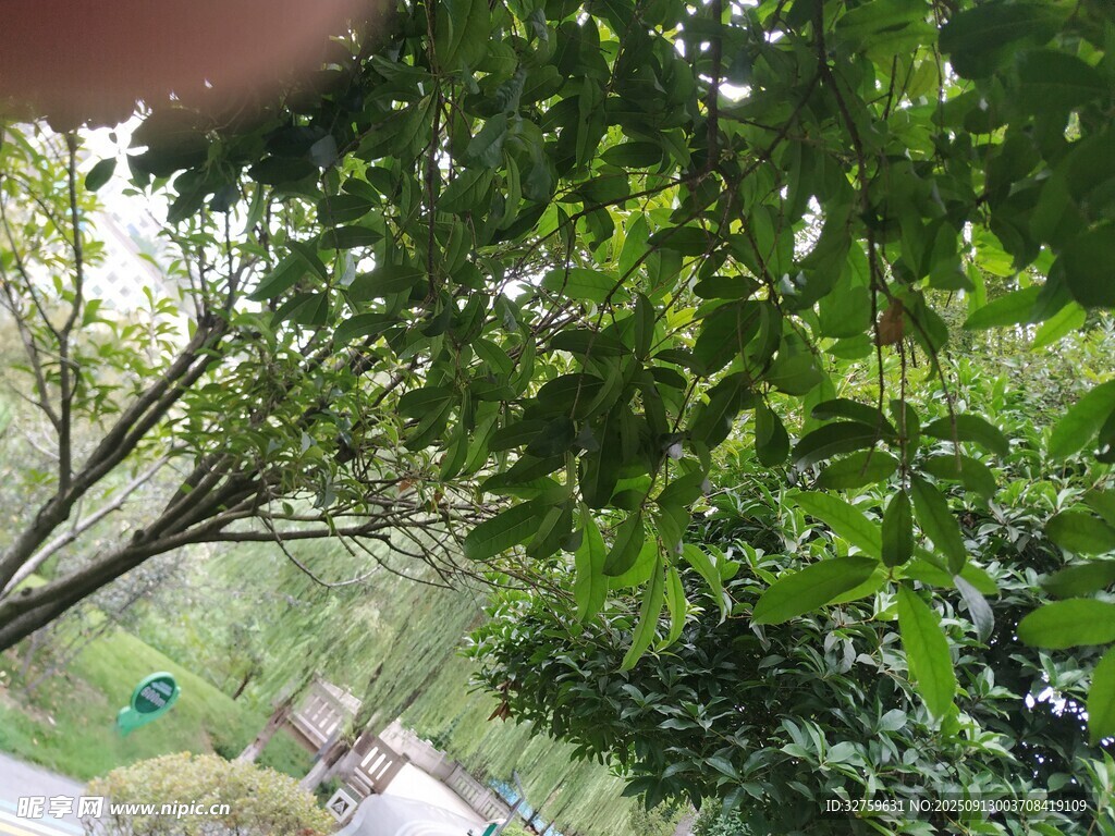 绿叶繁茂的户外景象