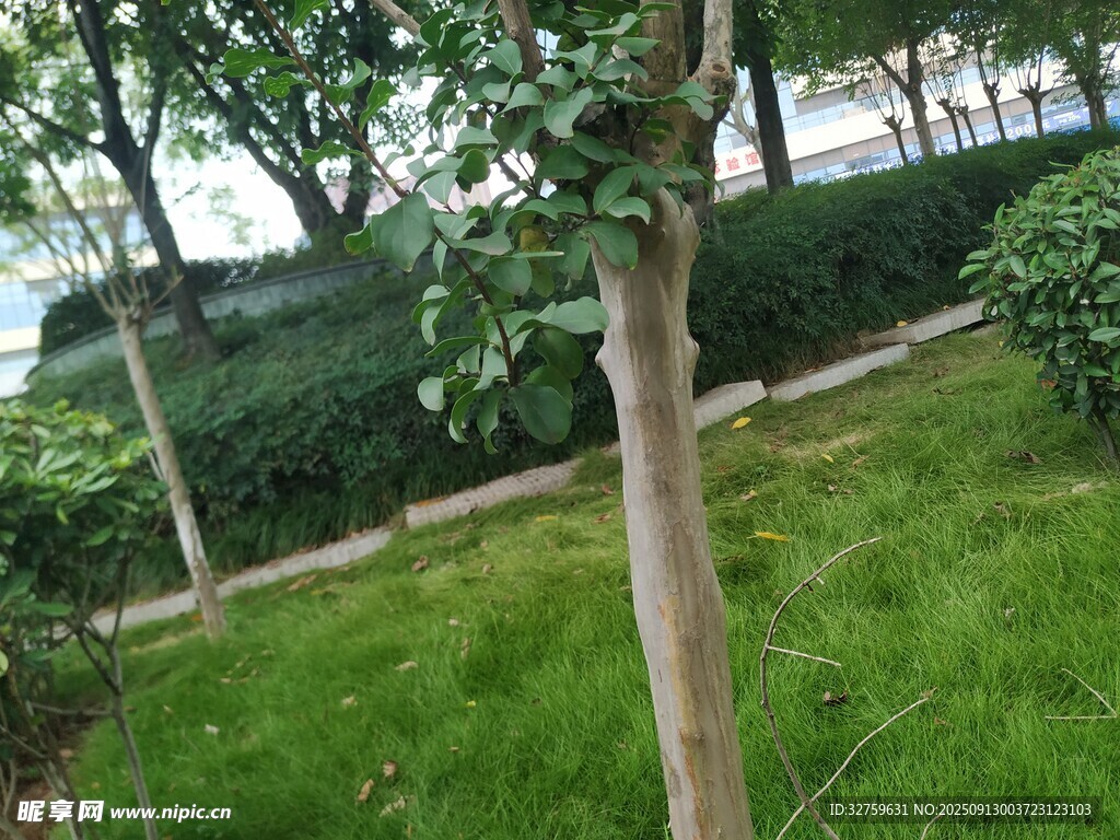 公园中的绿树与草地