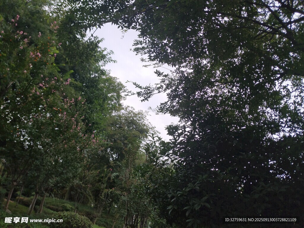 茂密树林中的天空一角
