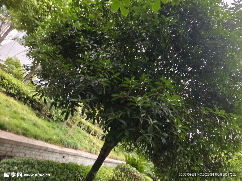 路边葱郁绿树