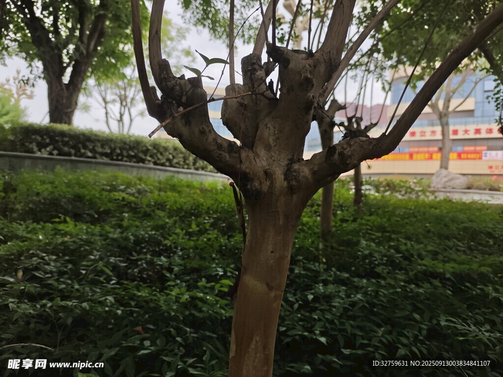 奇特造型的树干景观
