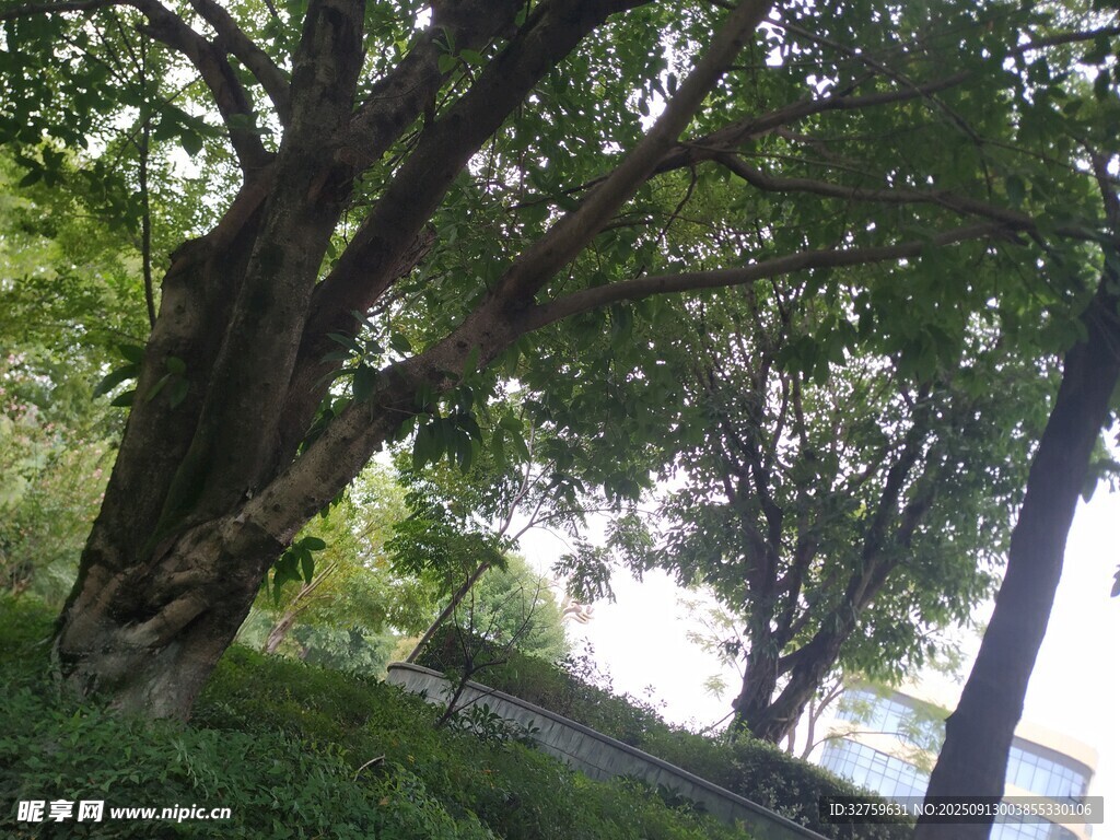 古老大树下的静谧景致