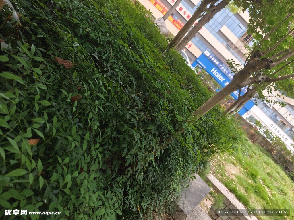 路边繁茂绿植景观
