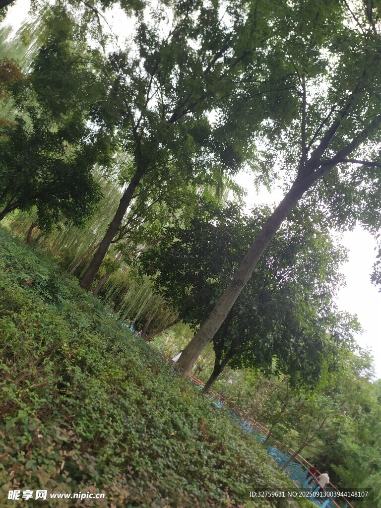 繁茂树林中的绿意景致