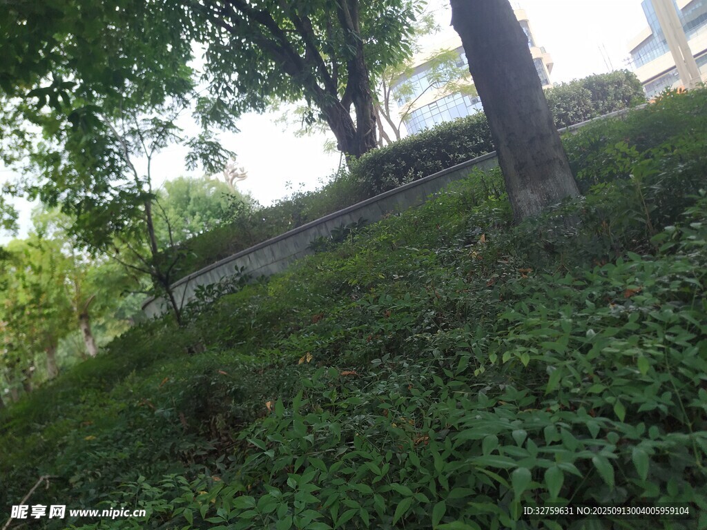 绿意盎然的山坡景致