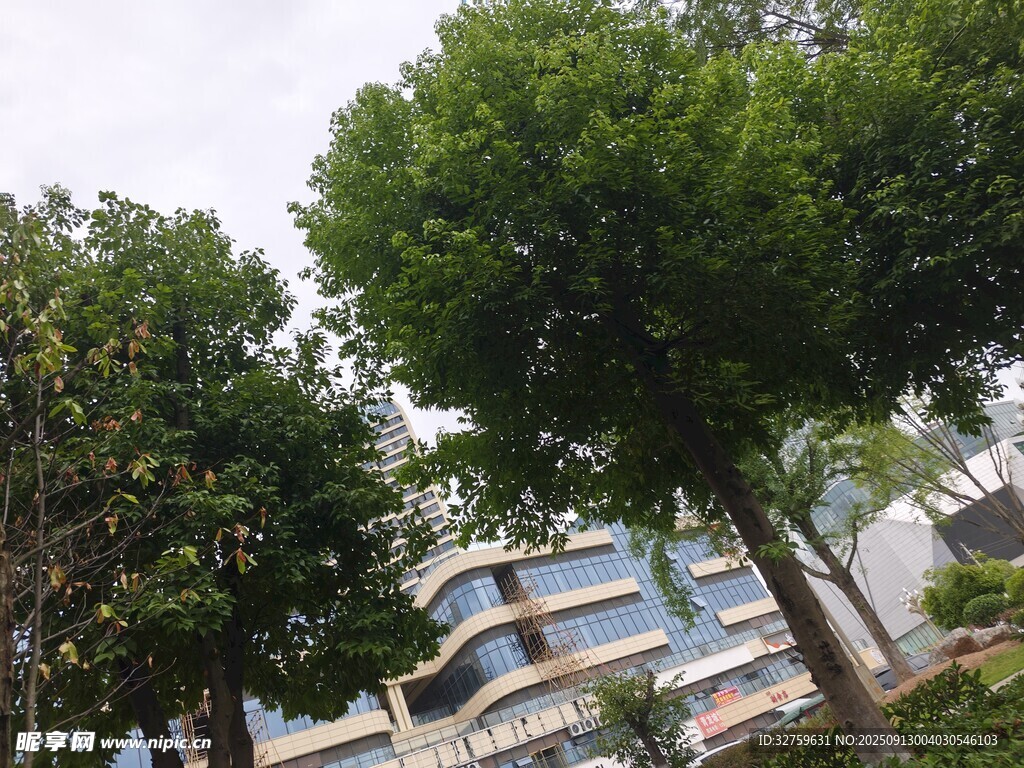 绿树环绕的现代建筑景观