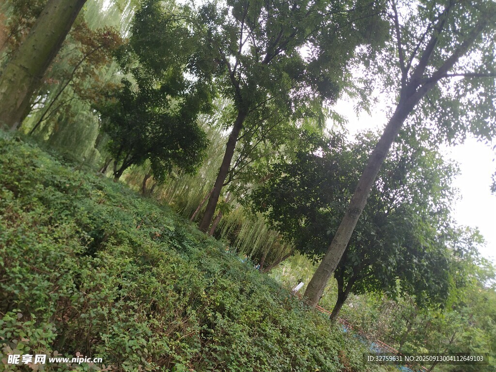 茂密树林中的绿植景观