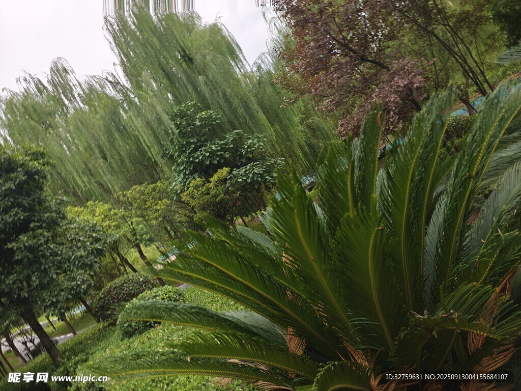葱郁绿植景观