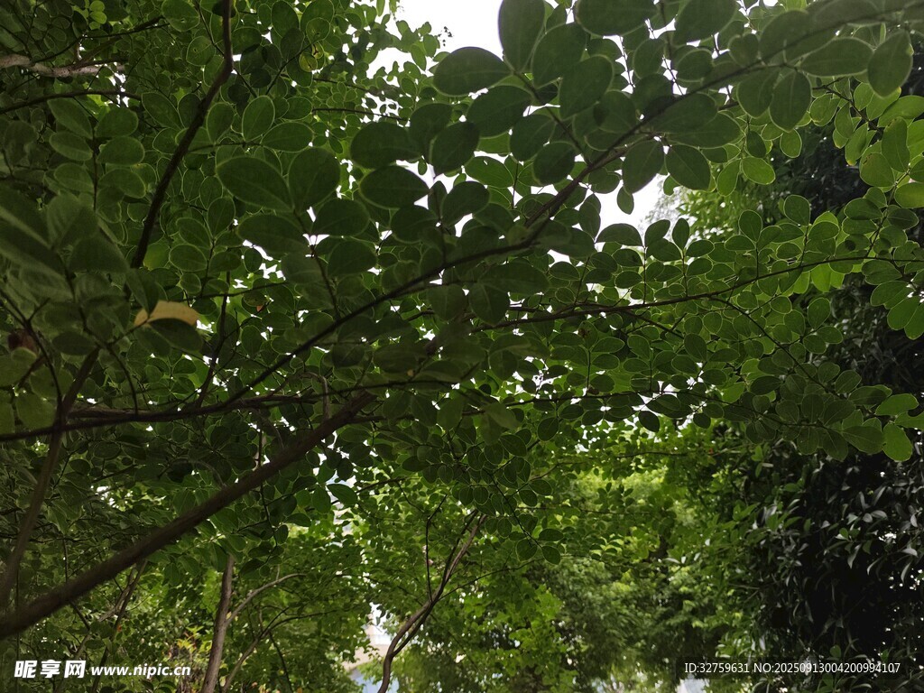 繁茂绿树间的清新景致