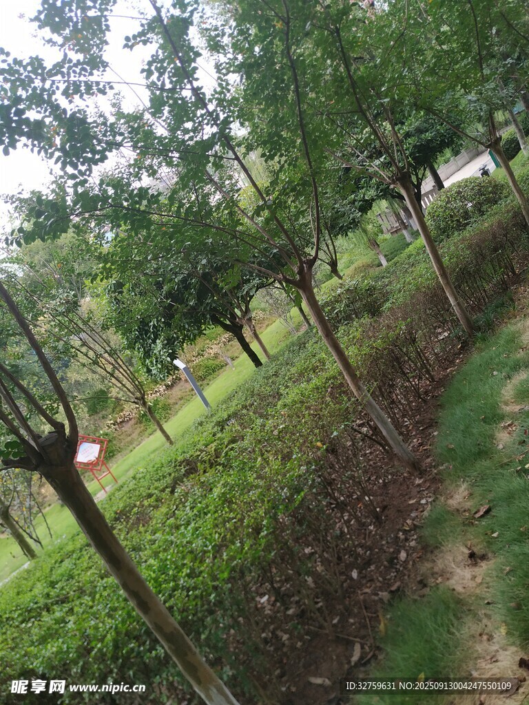 绿意盎然的林间小道