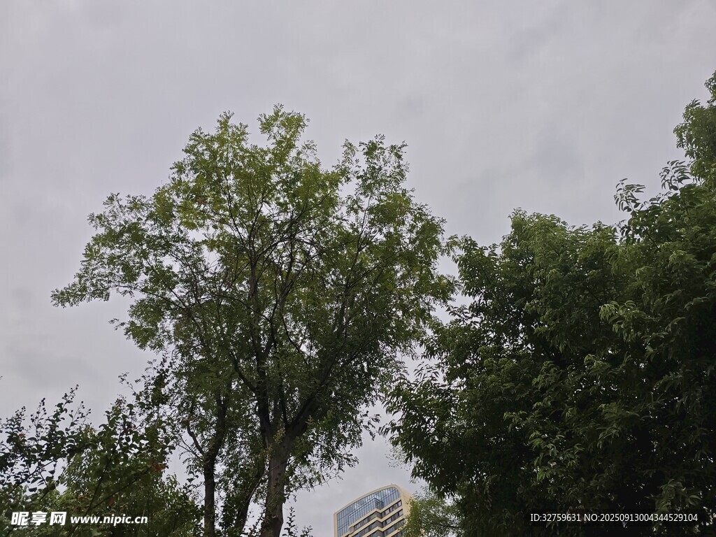 绿树映灰天