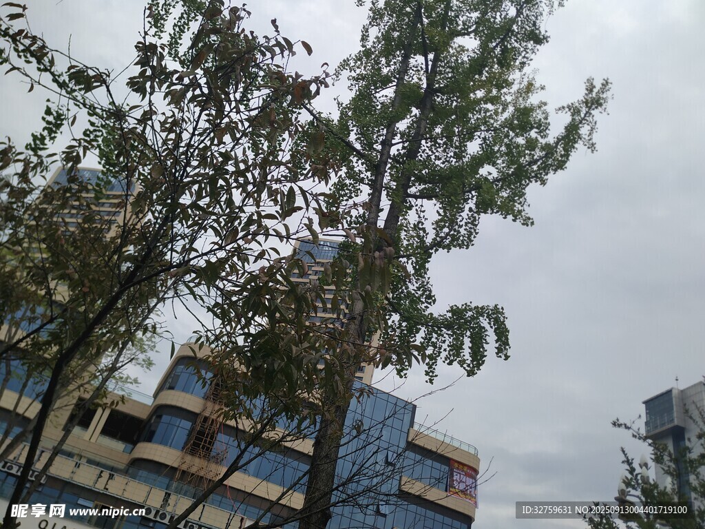 楼前树木与阴沉天空