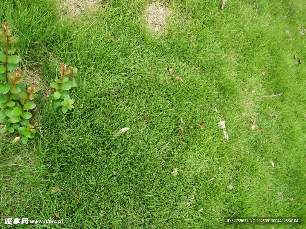 翠绿草地